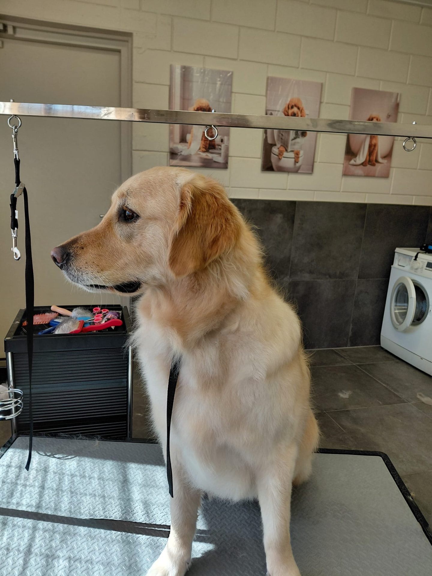Een golden retriever op de trimtafel bij De Trimsoos